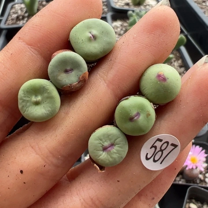 587号11111111111111