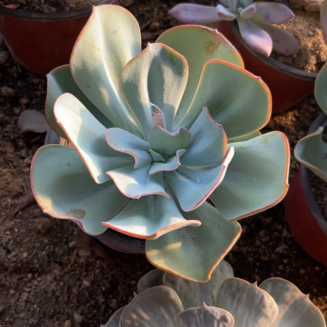 多肉植物布鲁克林蓝
