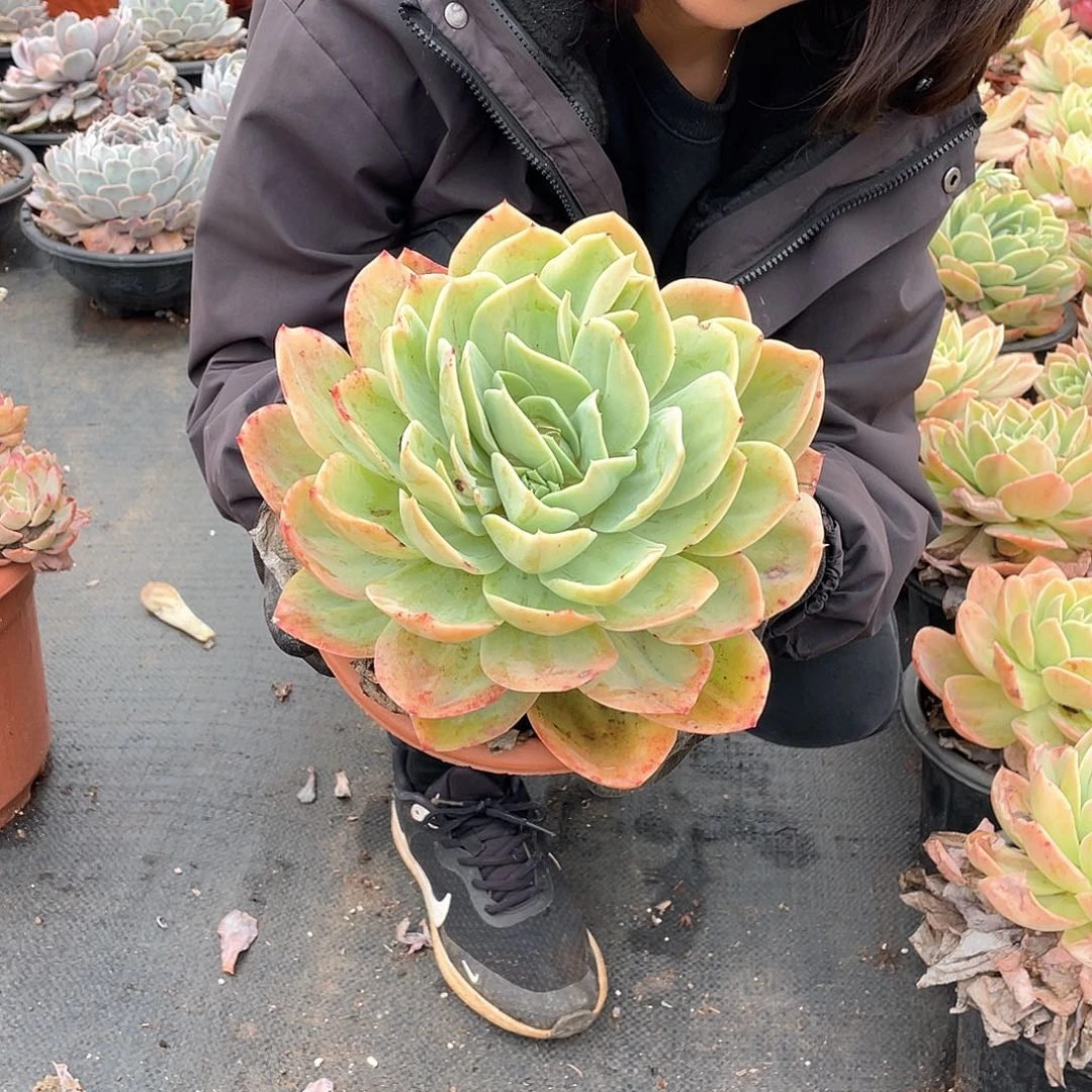 仙凤杂9.9米 量拍多肉