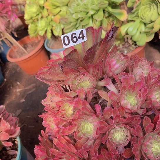 善***意多肉植物一个法师
