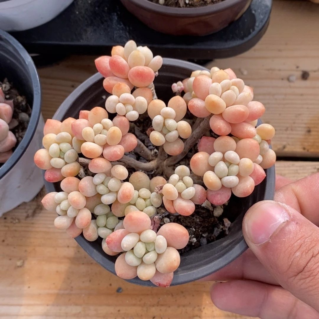 一物一拍多肉植物-鱼子酱