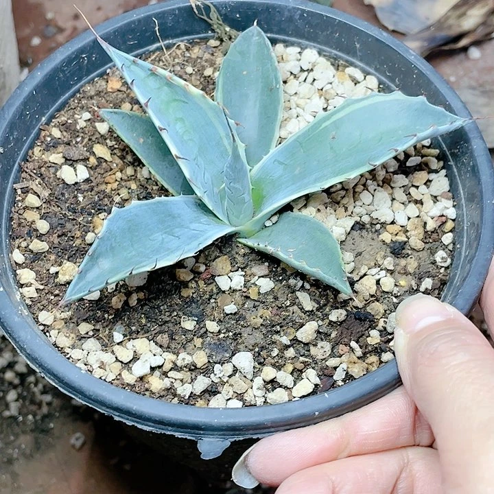 赖光黄锦小颗龙舌兰包邮