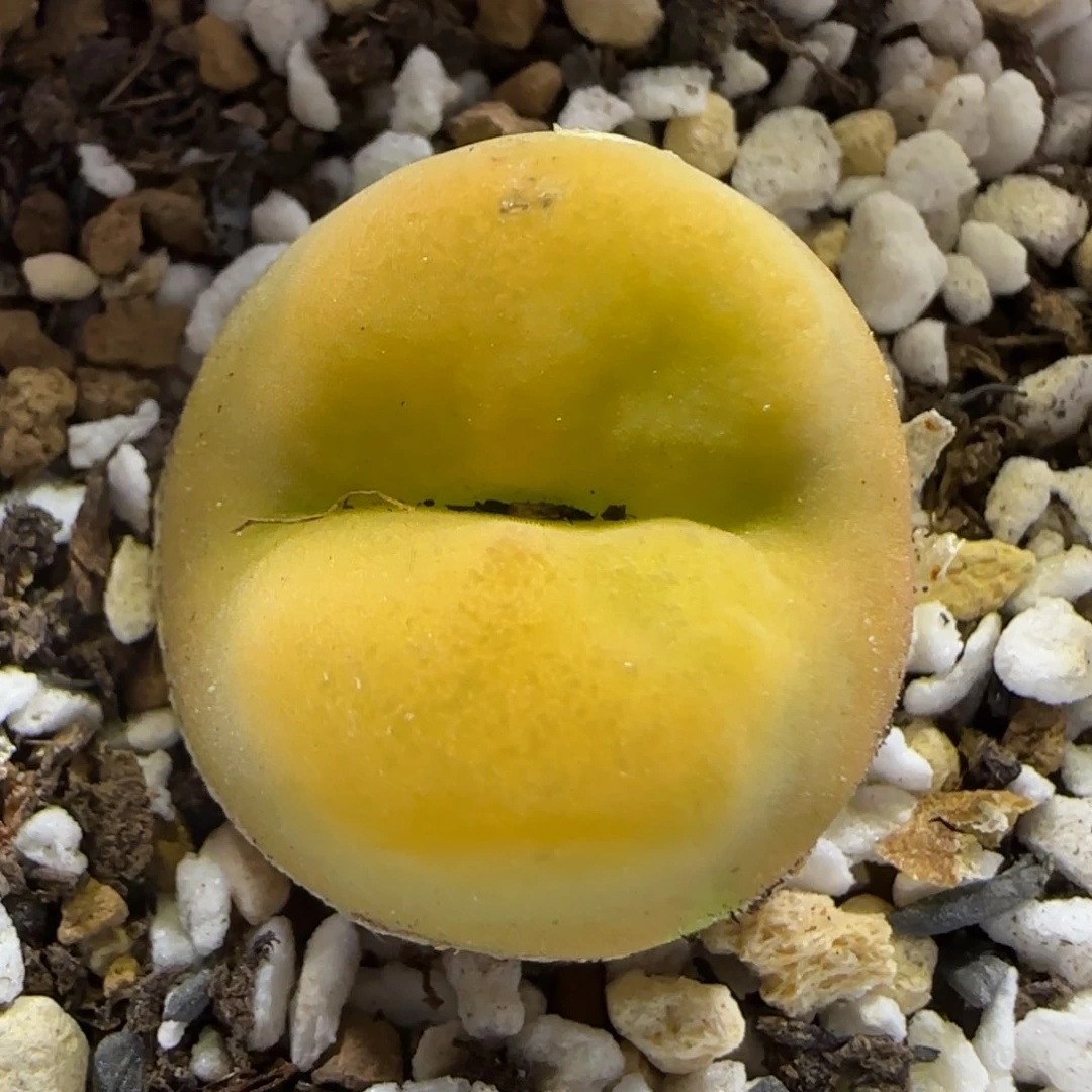 7.8。。。蟠桃。。。2001