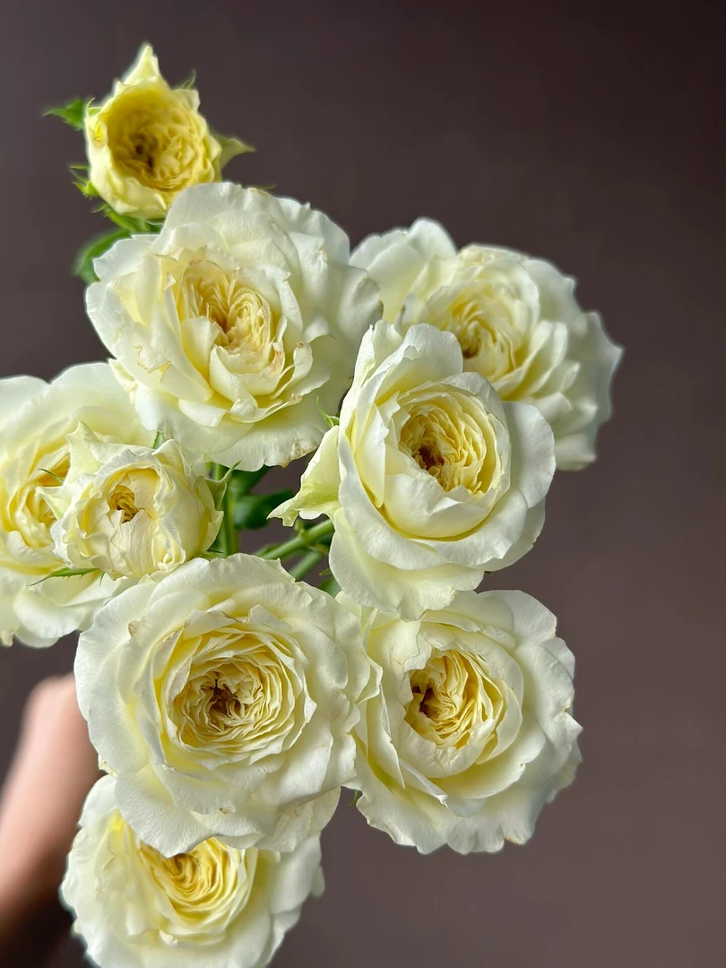 【买一送一】小头新品暖暖泡泡10支  多头玫瑰  云南基地鲜花