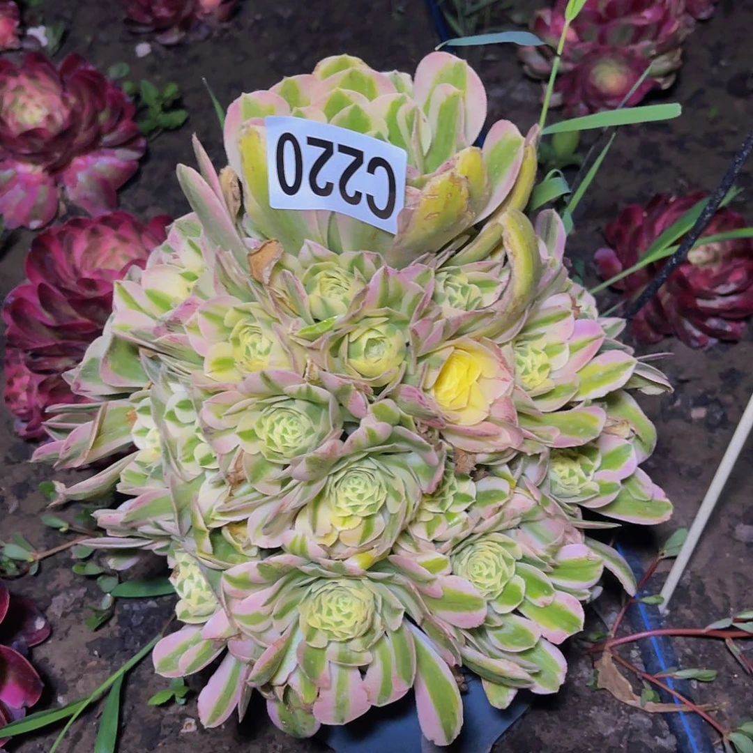 迈巴赫法师32–42包邮