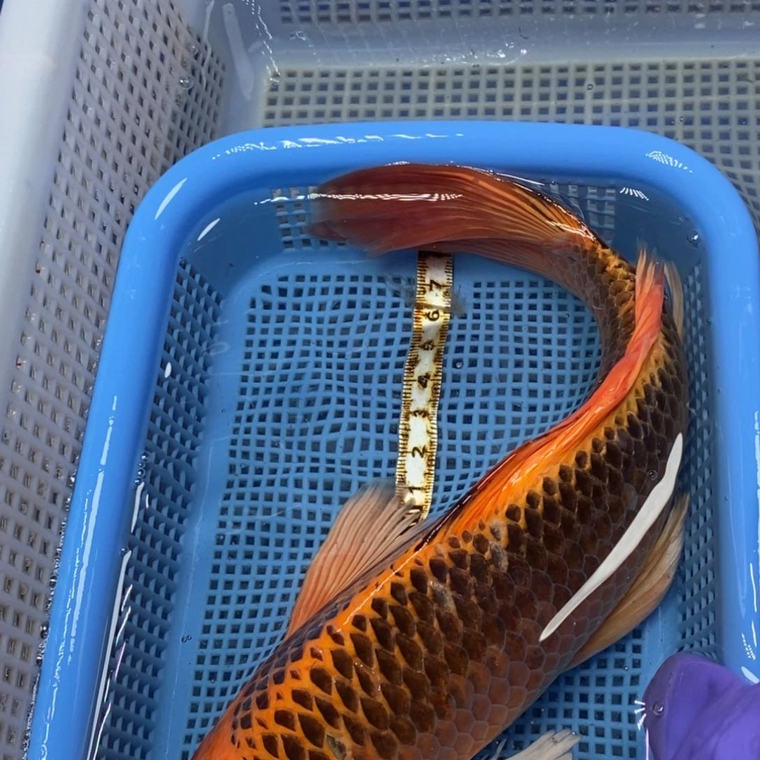 锦鲤冷水锦鲤包邮
