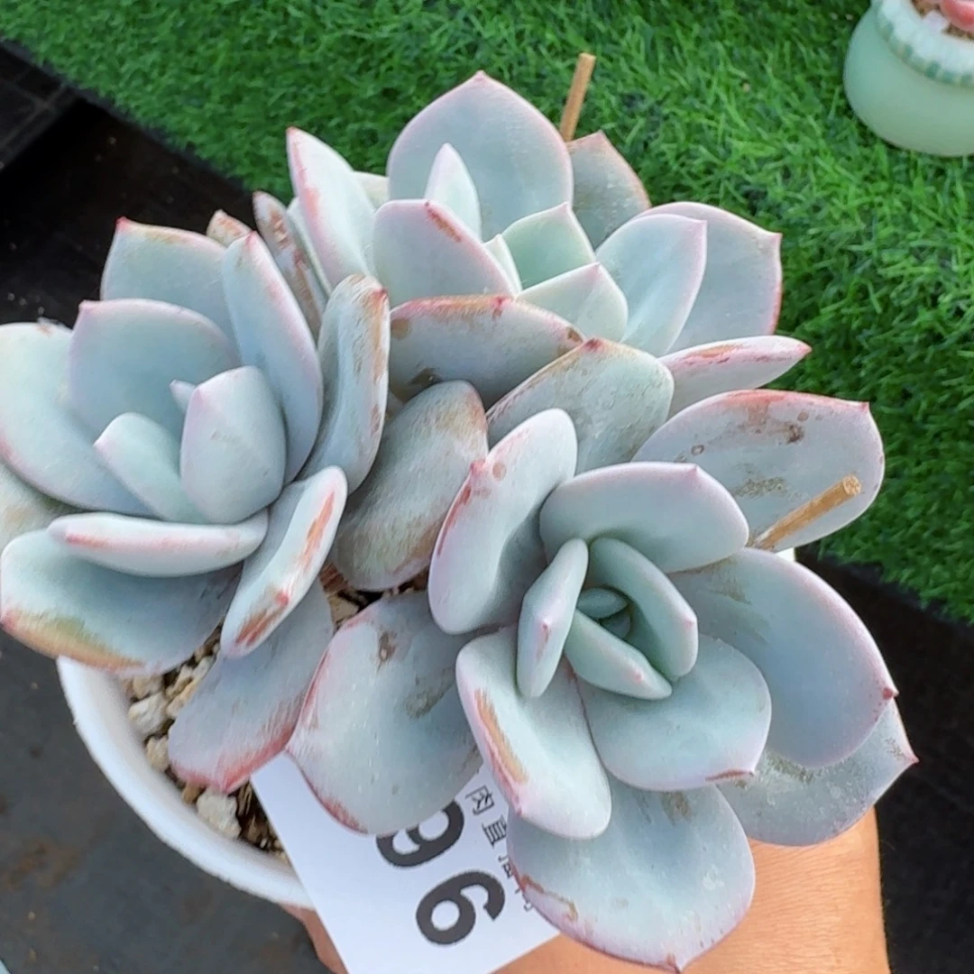 韩版奶茶粗腿树桩          摇身一变高富帅，一夜暴富动作快