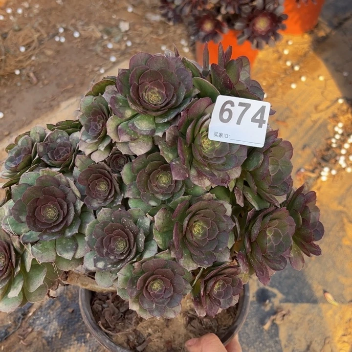 万圣节多肉植物砍头674