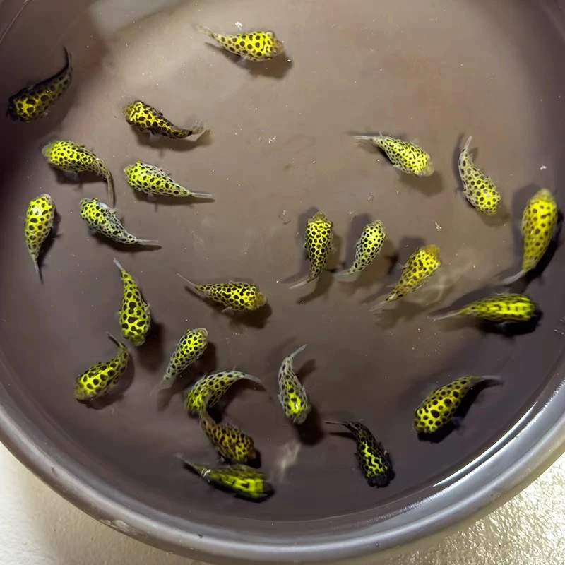 金娃娃潜水艇淡水小河豚好养耐活皮实耐造呆萌可爱生气小型观赏鱼