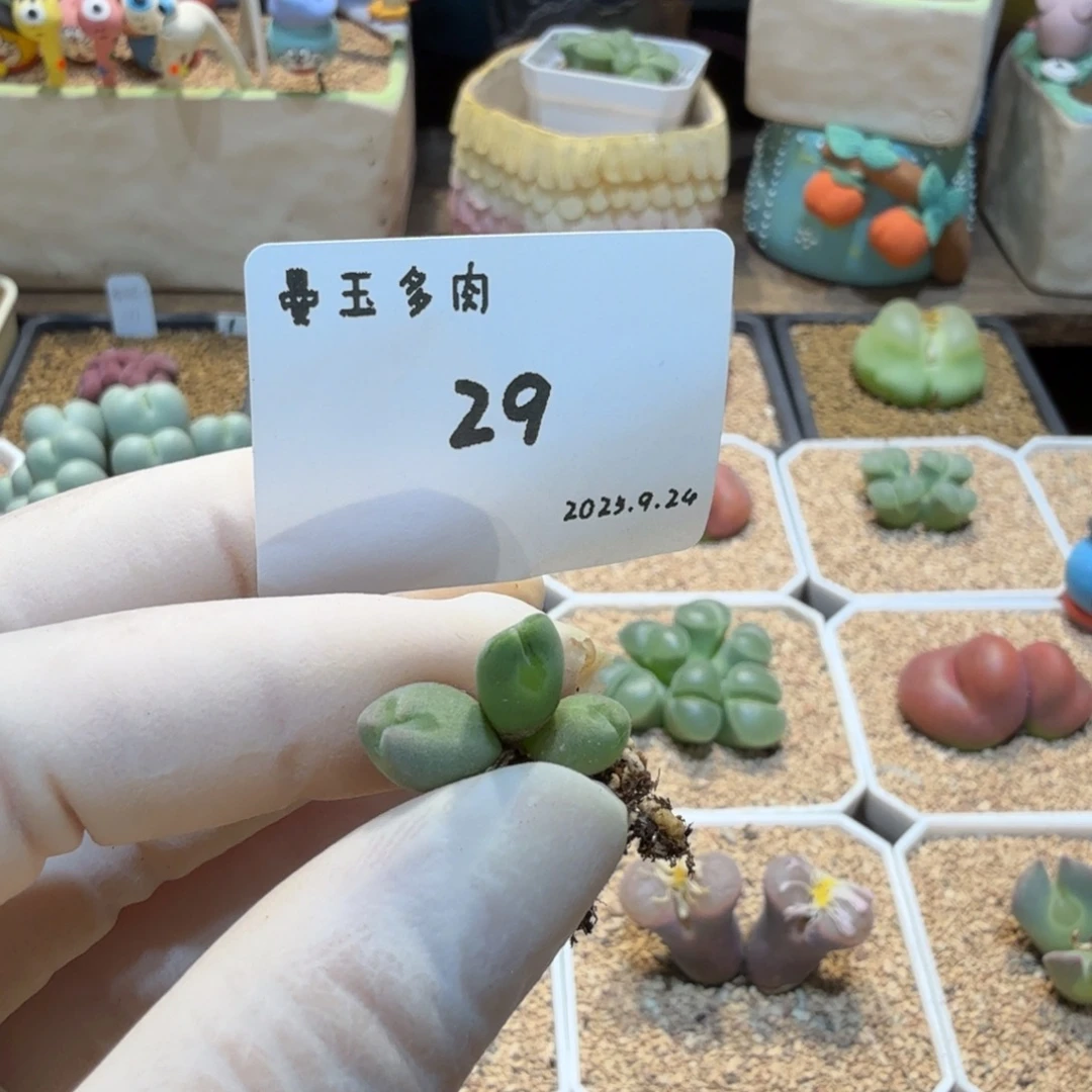 歪***o多肉多肉多肉9.24-029 空蝉（青蛙种源）