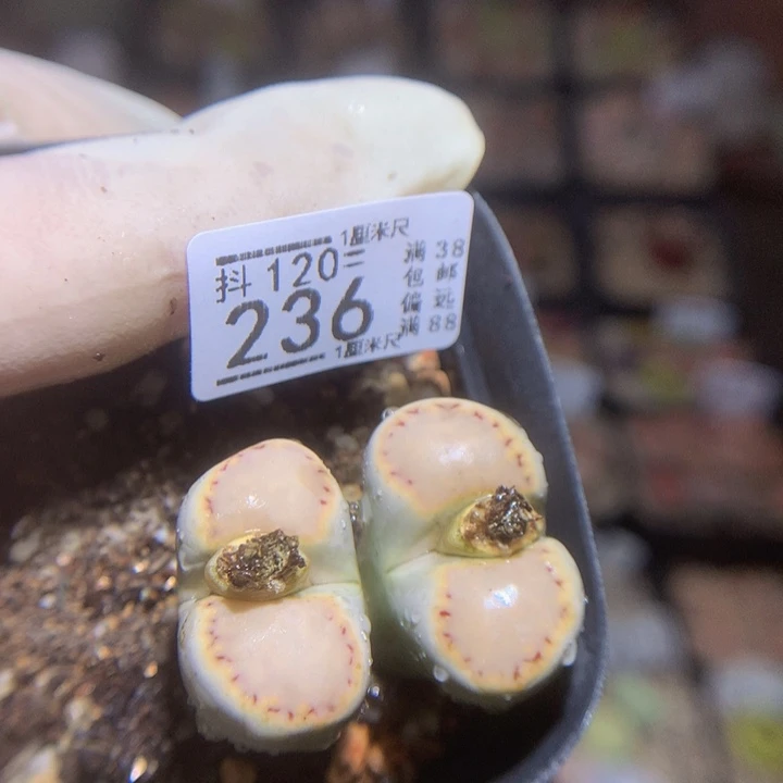 精品生石花120.236