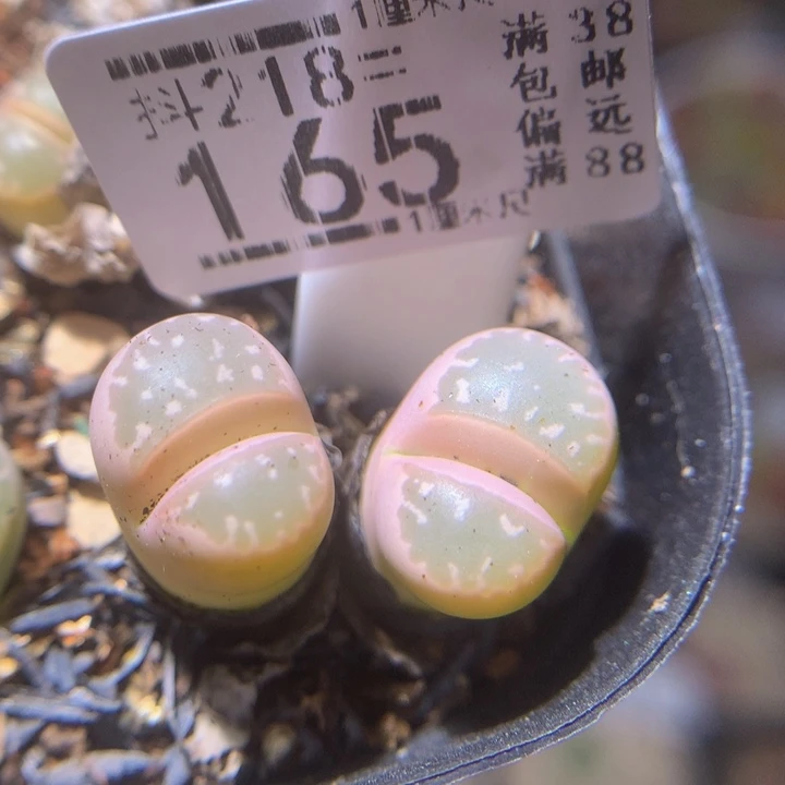 精品生石花218.165