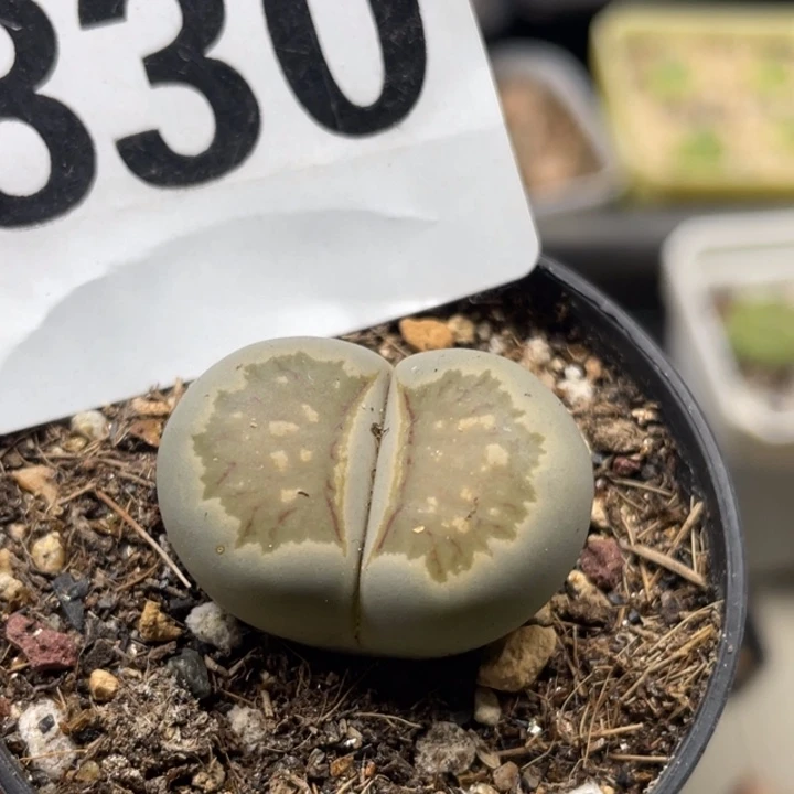 完全开放830岛田菊母本