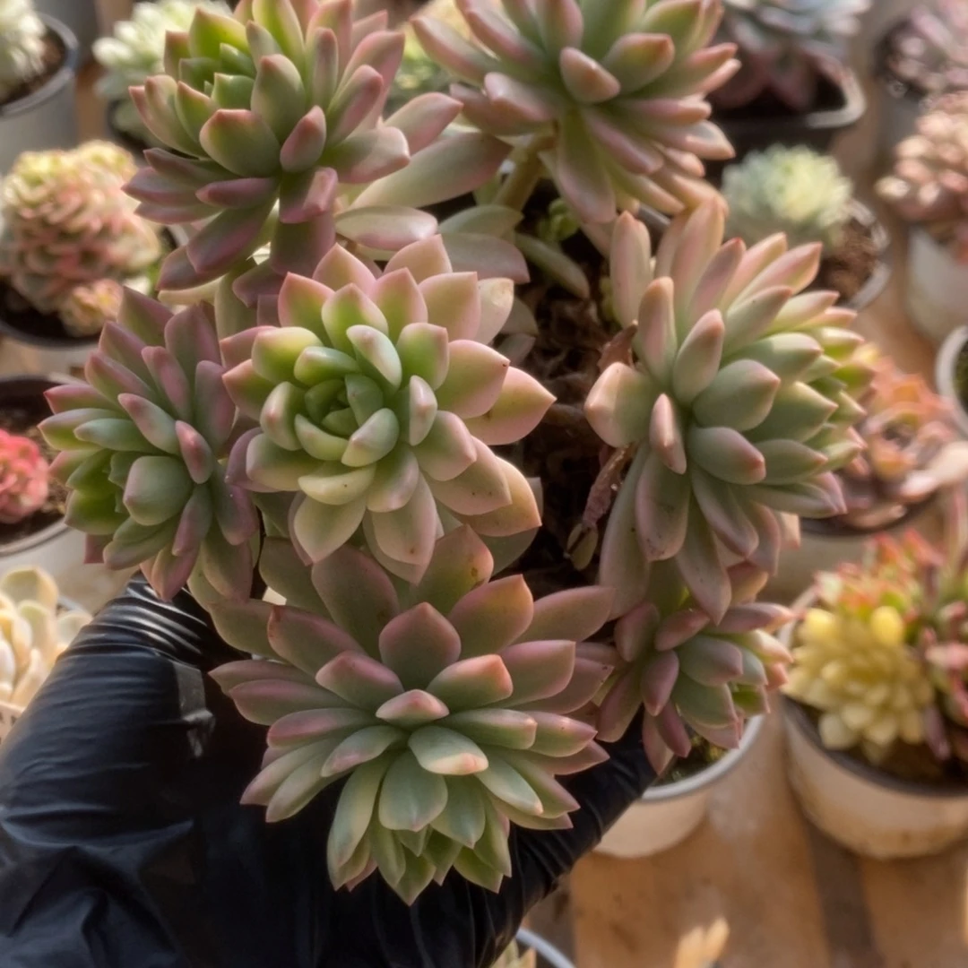 130马库斯锦锦锦锦锦