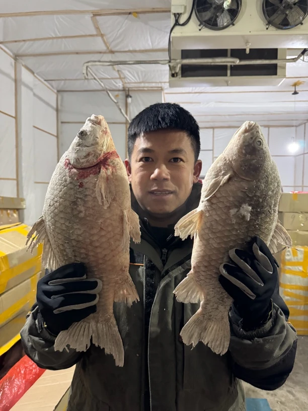 纯江冻板大鲫鱼10斤顺丰包邮