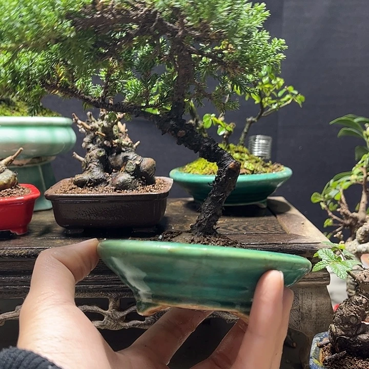 无花朵新西兰珍珠柏迎客造型