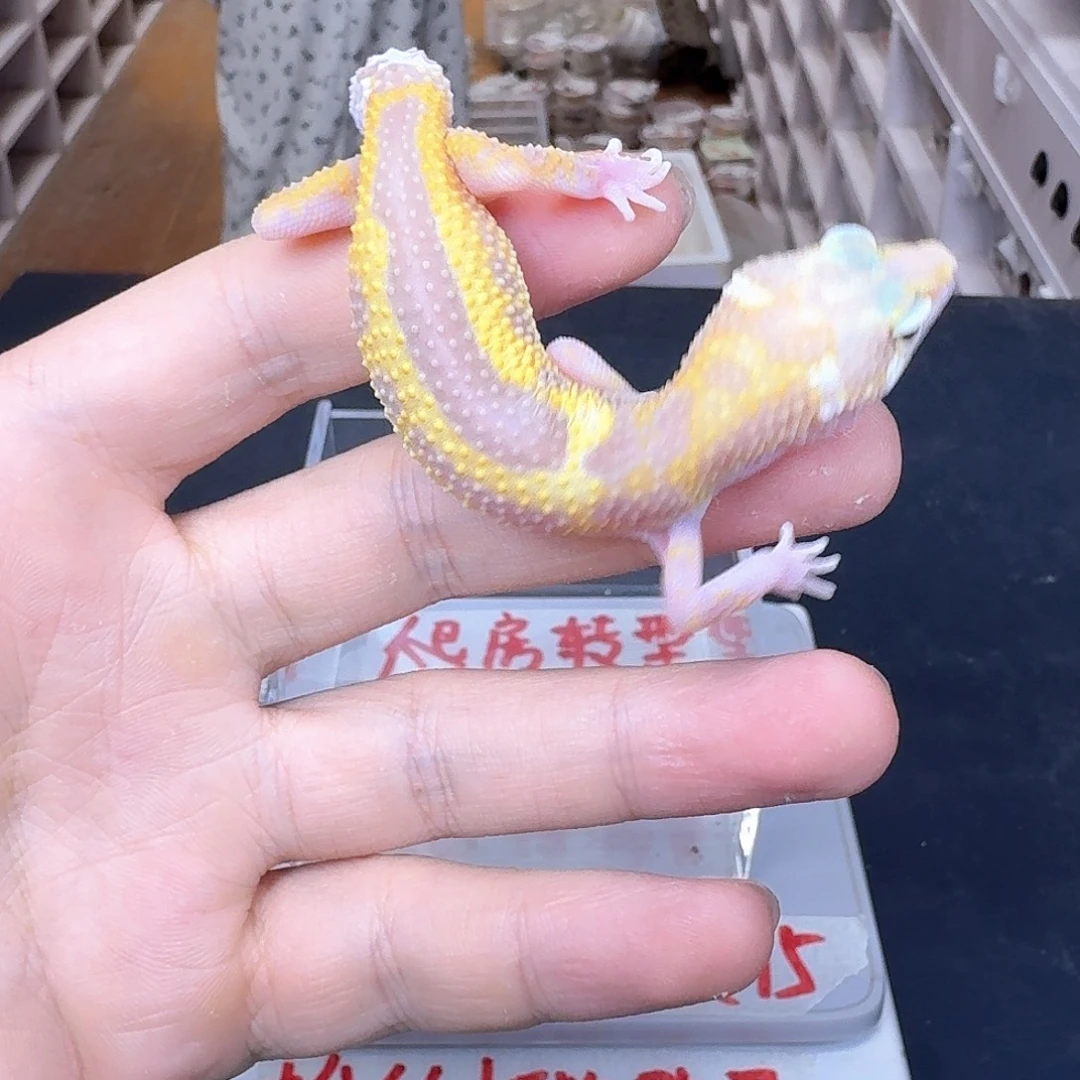 豹纹守宫哈哈姐姐
