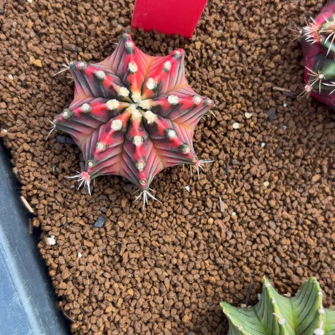 寶***虎165-1214泰国发货多肉