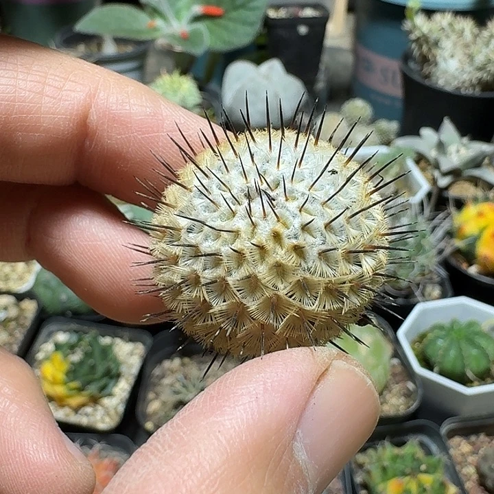 195直刺佩雷自根脱土发货