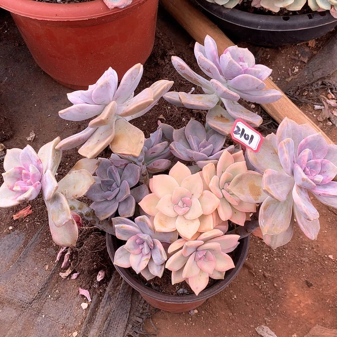 紫乐锦2101晓晓一物一拍