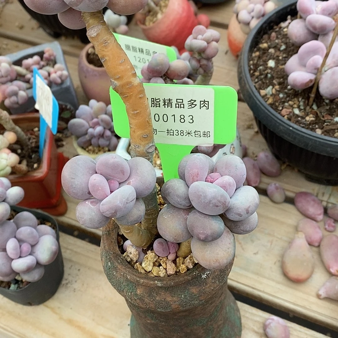 183 组图咯哦罗魔芋