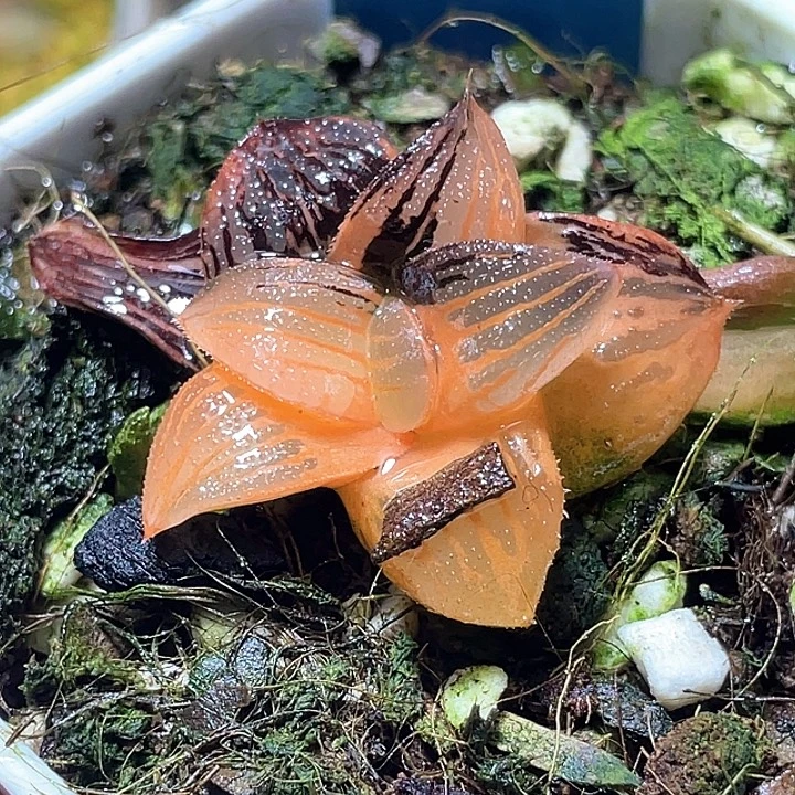 575糊斑夜想锦特选福利