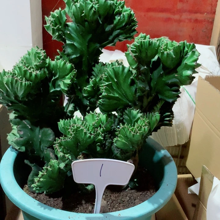 女***下不开花植物玉麒麟一物一拍