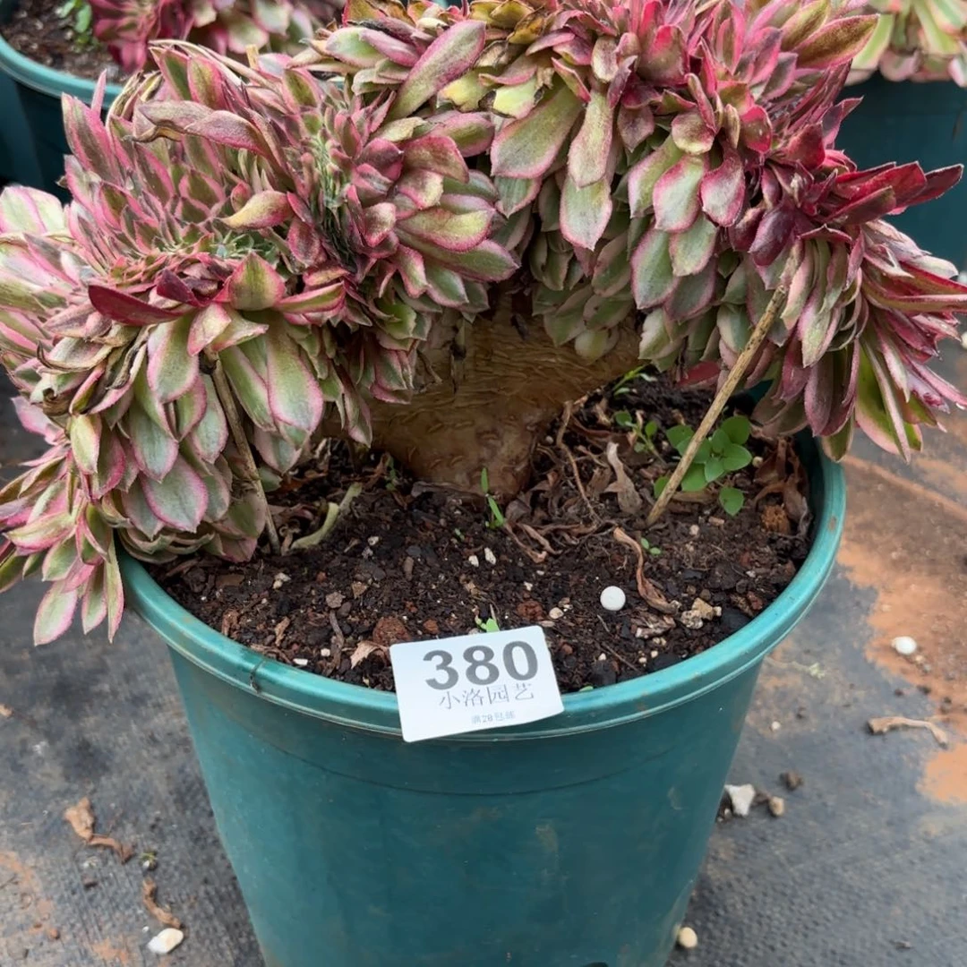 艺***园380号荔枝缀化多肉植物