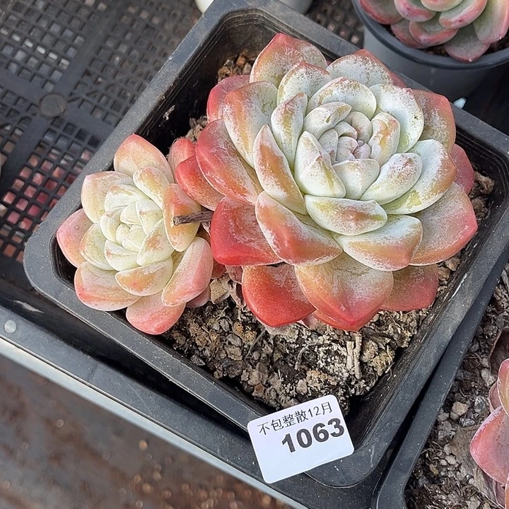 阿雅园艺。     1063