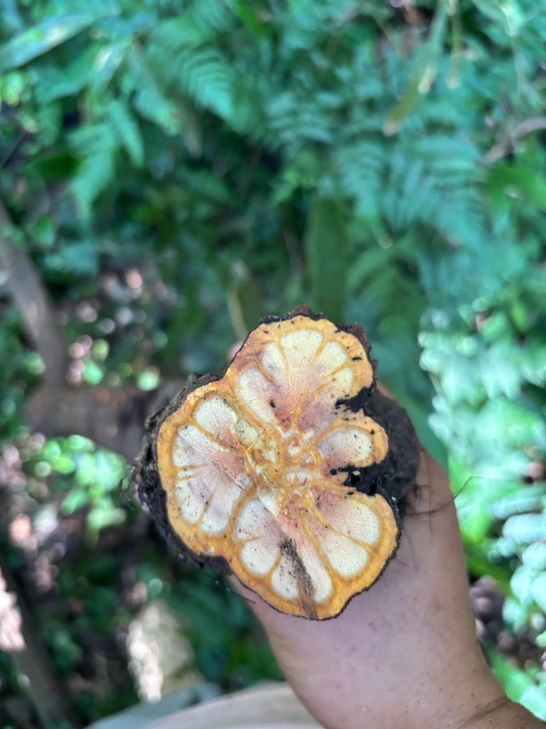 江西赣州梅花穿心连1根包邮