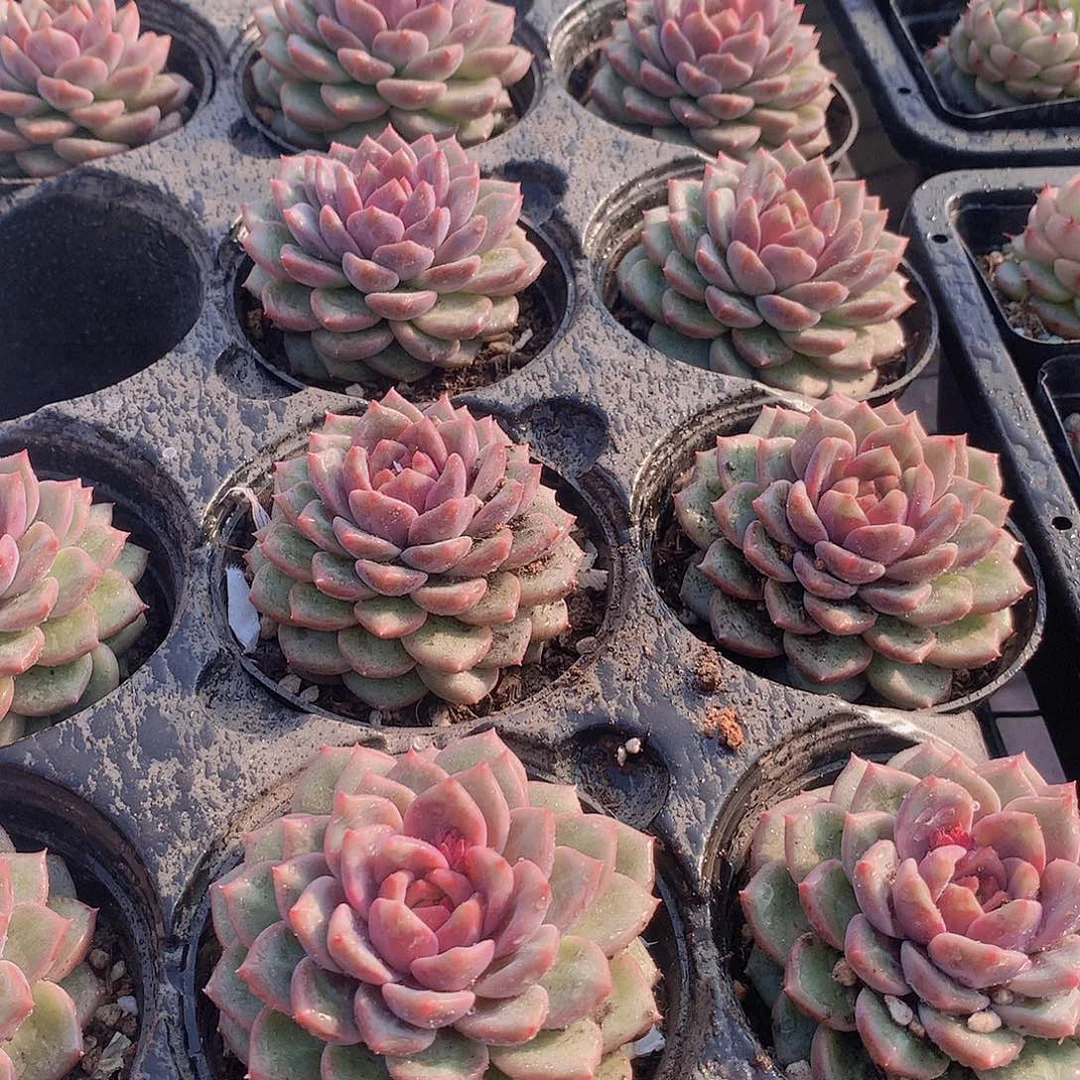 紫心13556677899900000