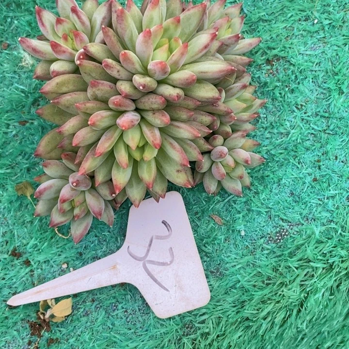 这么大岁数怎么会