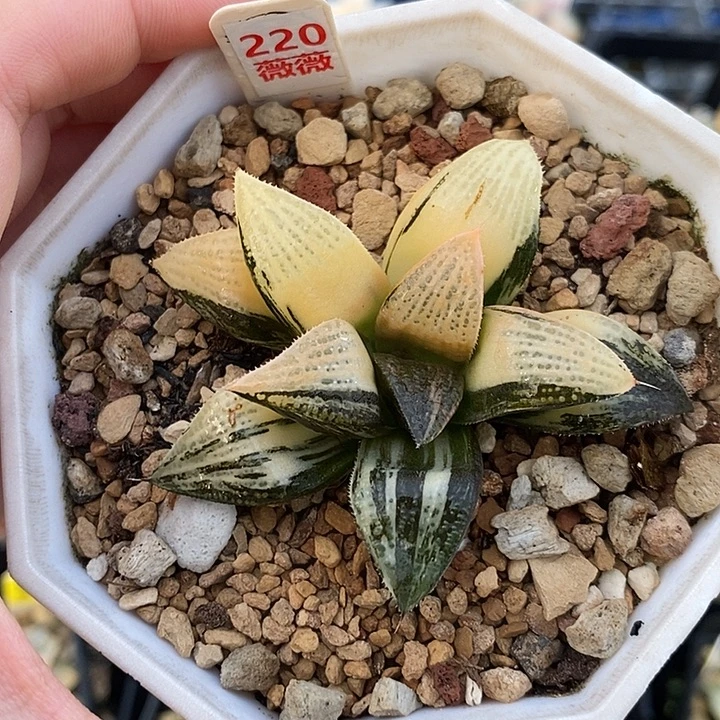 220抹茶青蟹寿锦一物一拍即合