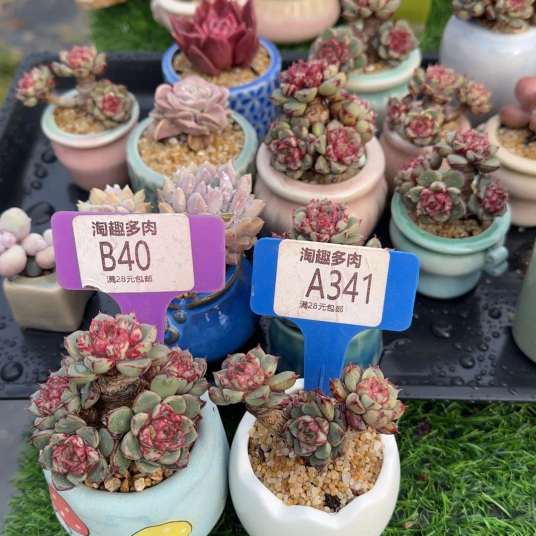 小**.多肉植物烟火烤吧