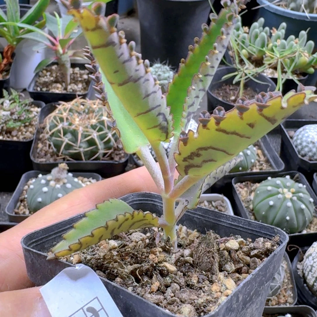 282虎皮不死鸟脱土发货