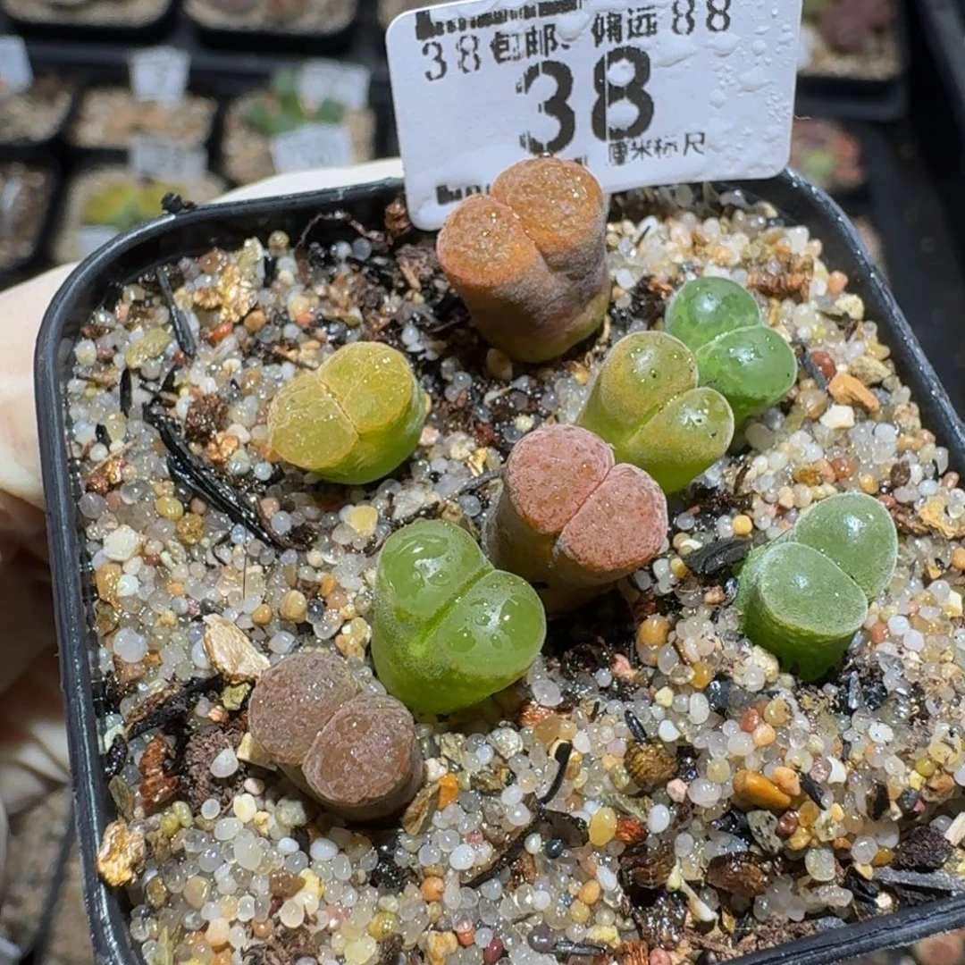 ？***Zzzz生石花肉锥38