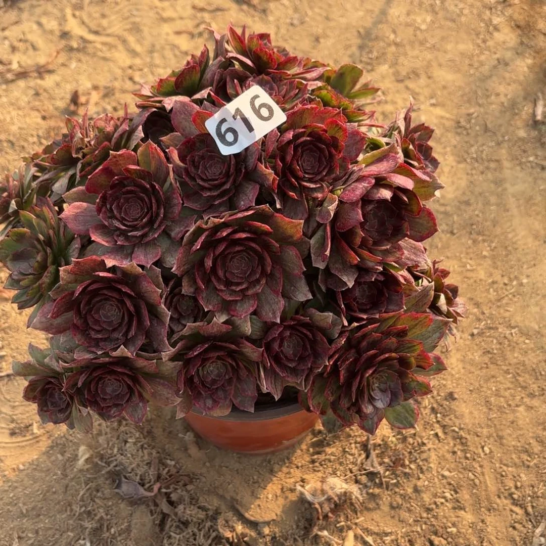 616红丝绒多肉丛林不包损