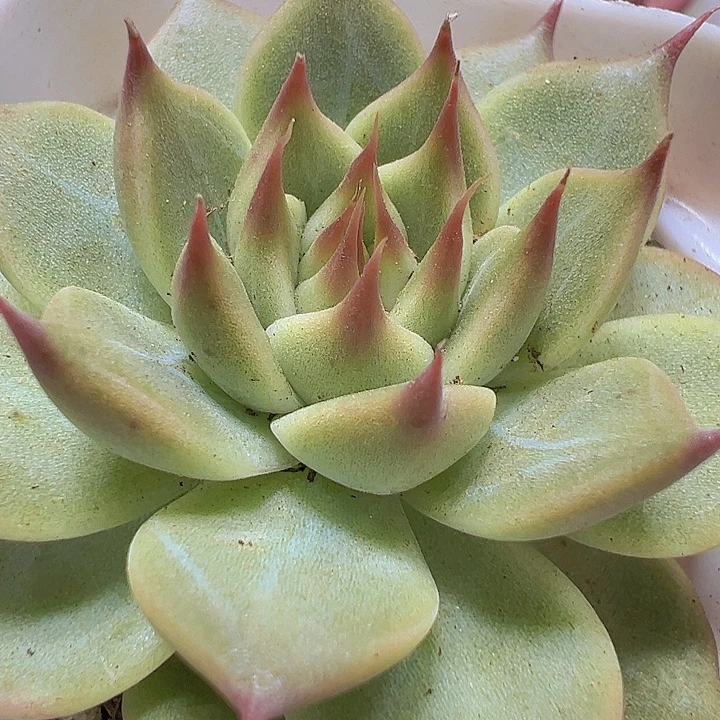托斯卡19包邮多肉植物