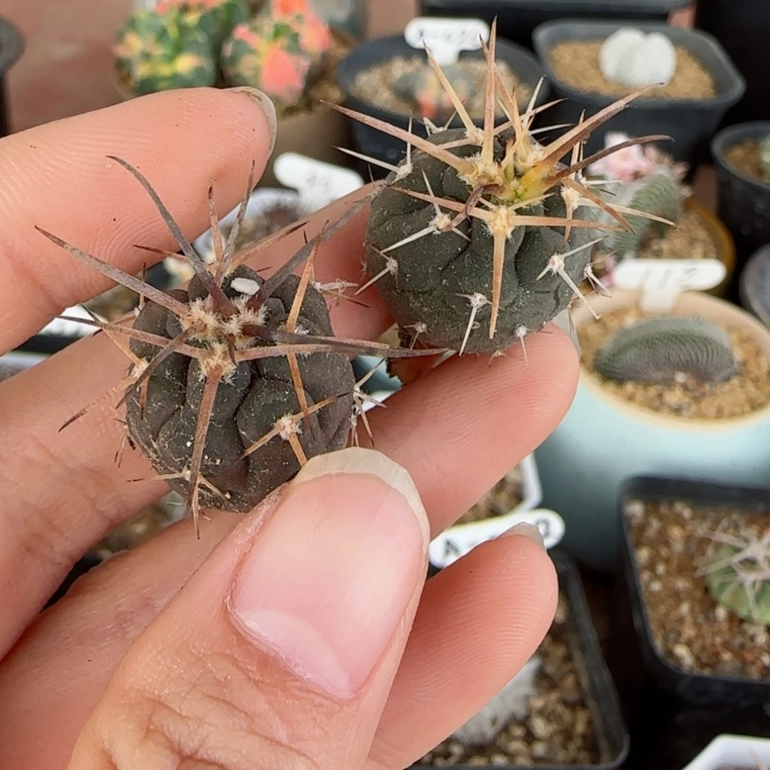 A31实生天平两颗多肉