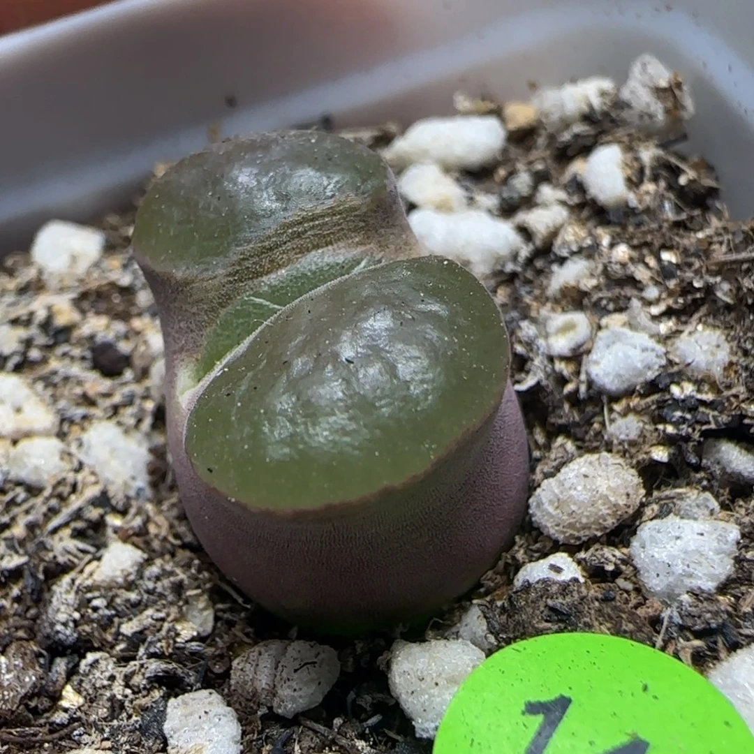 磁铁漂亮多肉植物141