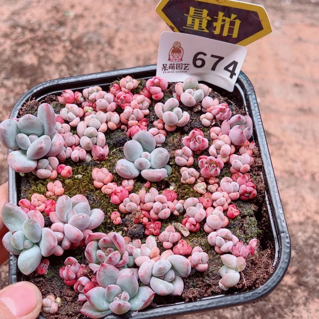 多肉植物多肉植物