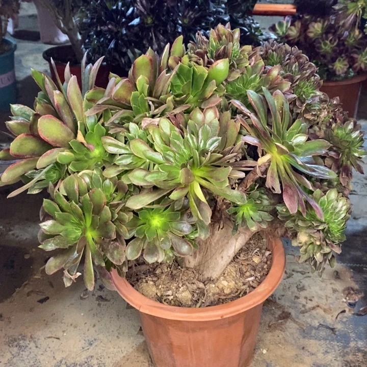 娜迦缀多肉植物75。