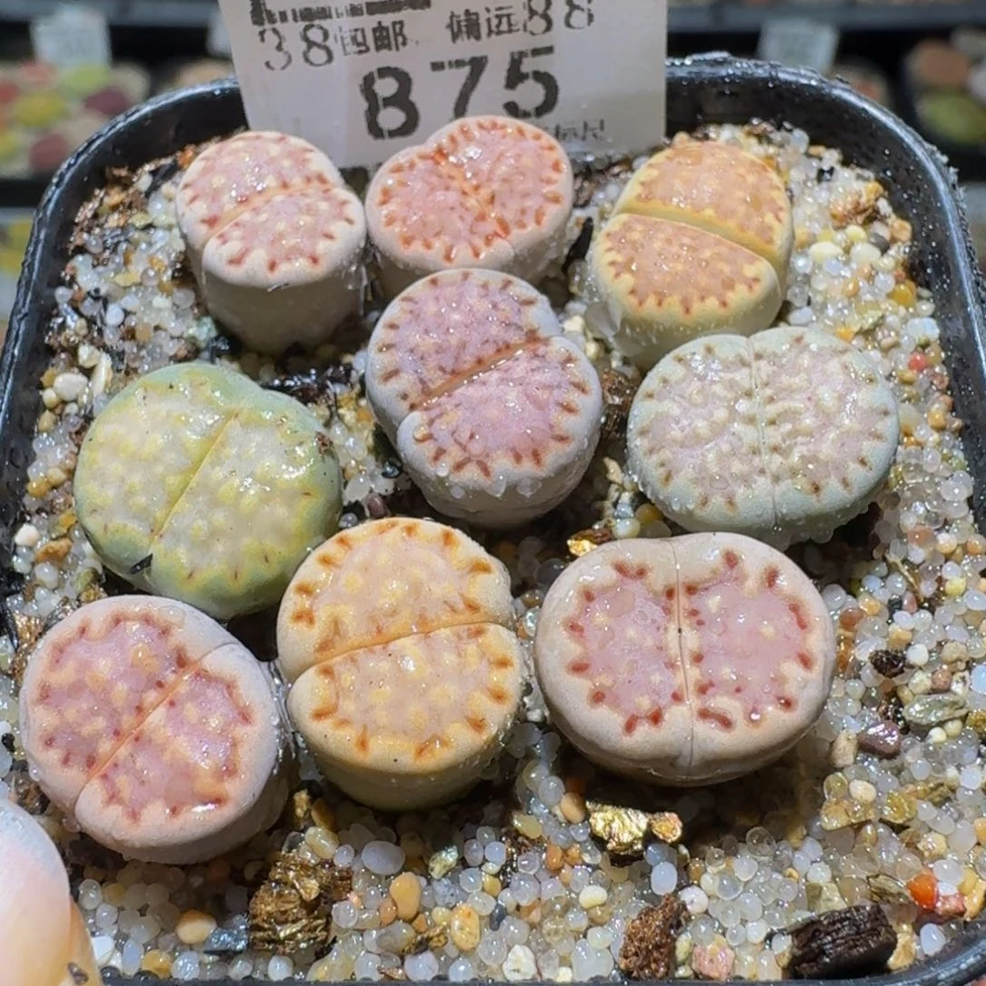 Ssss清仓价便宜了875