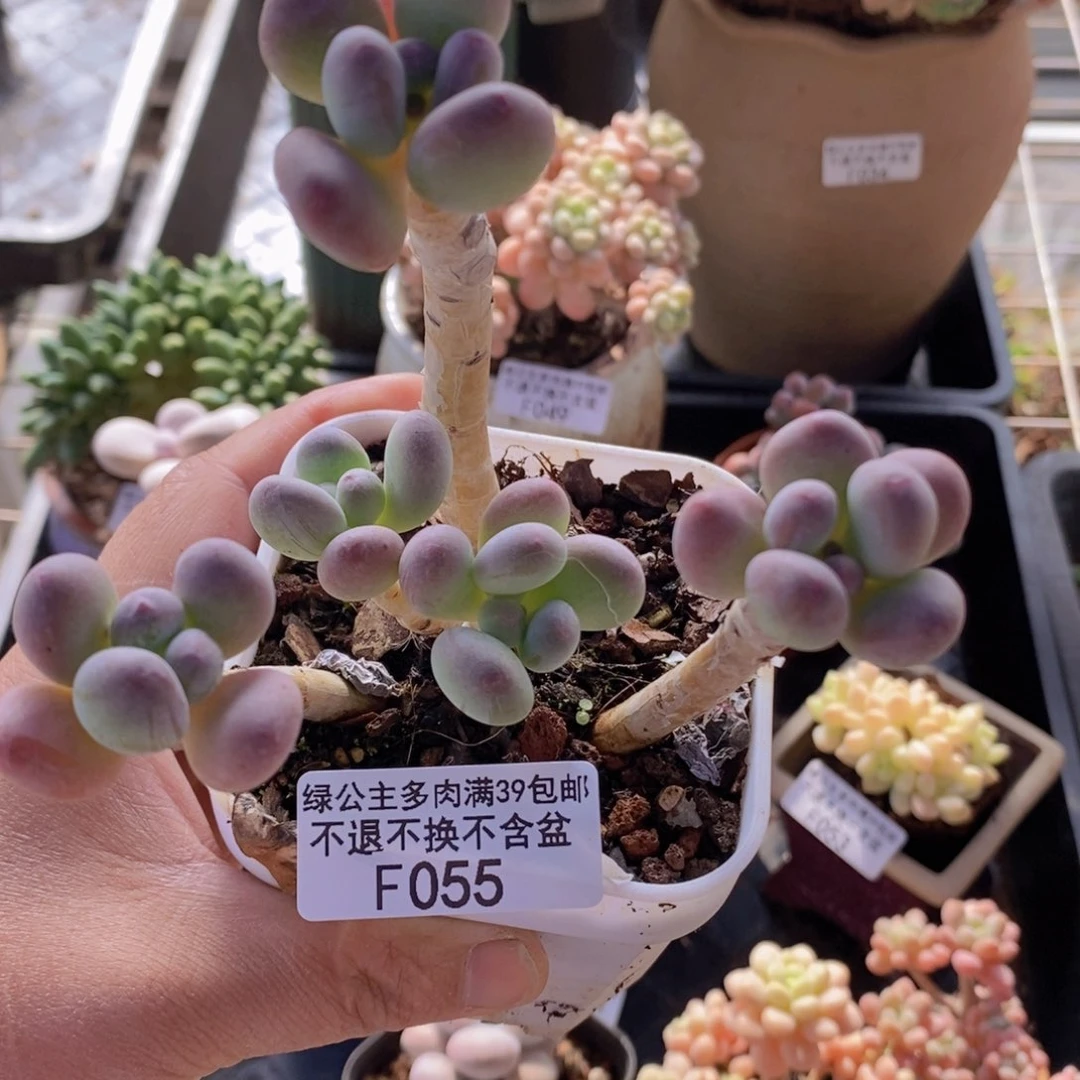 一代苹果奶老桩7cm055多肉植物