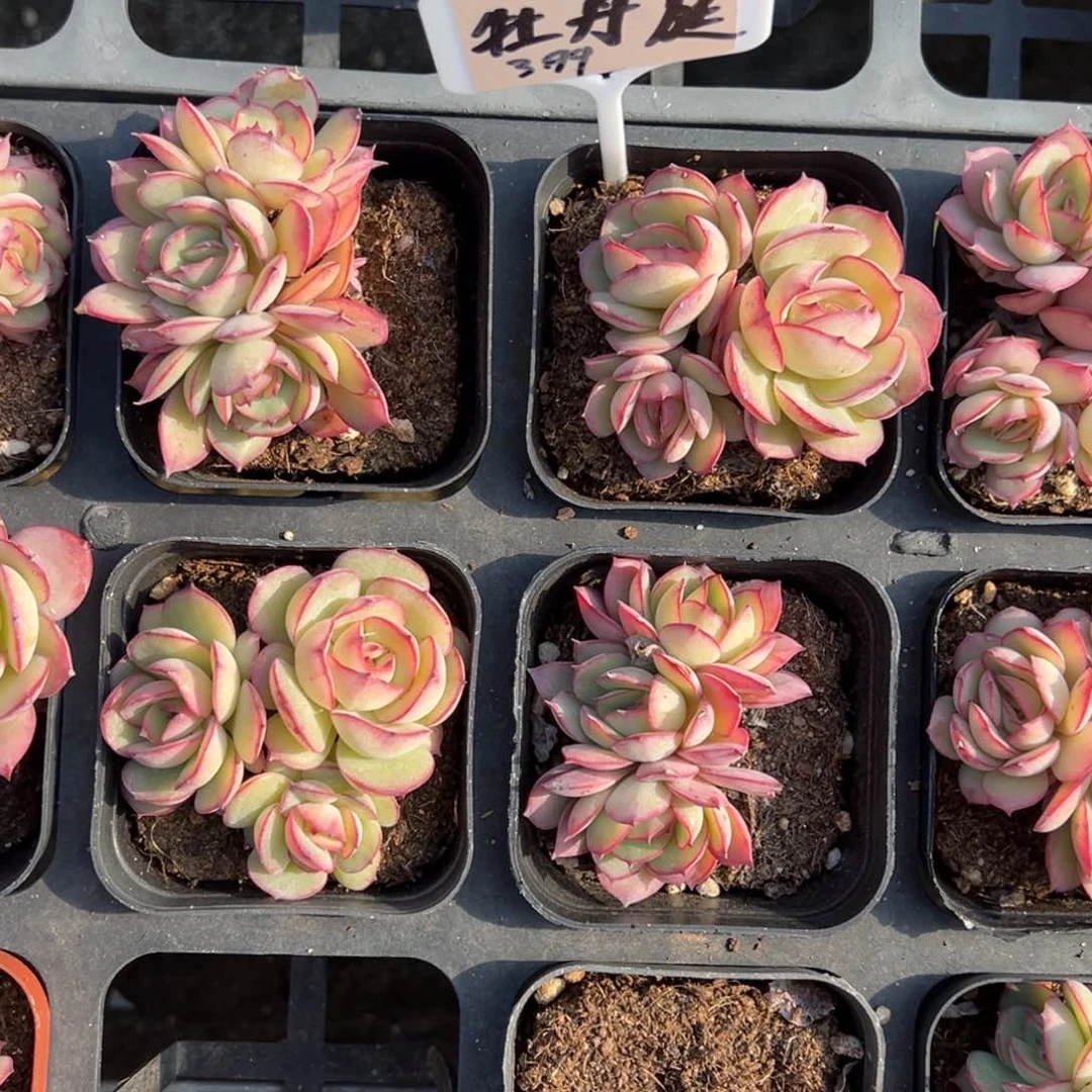 牡丹亭群一颗量拍多肉满9.9包邮下午发