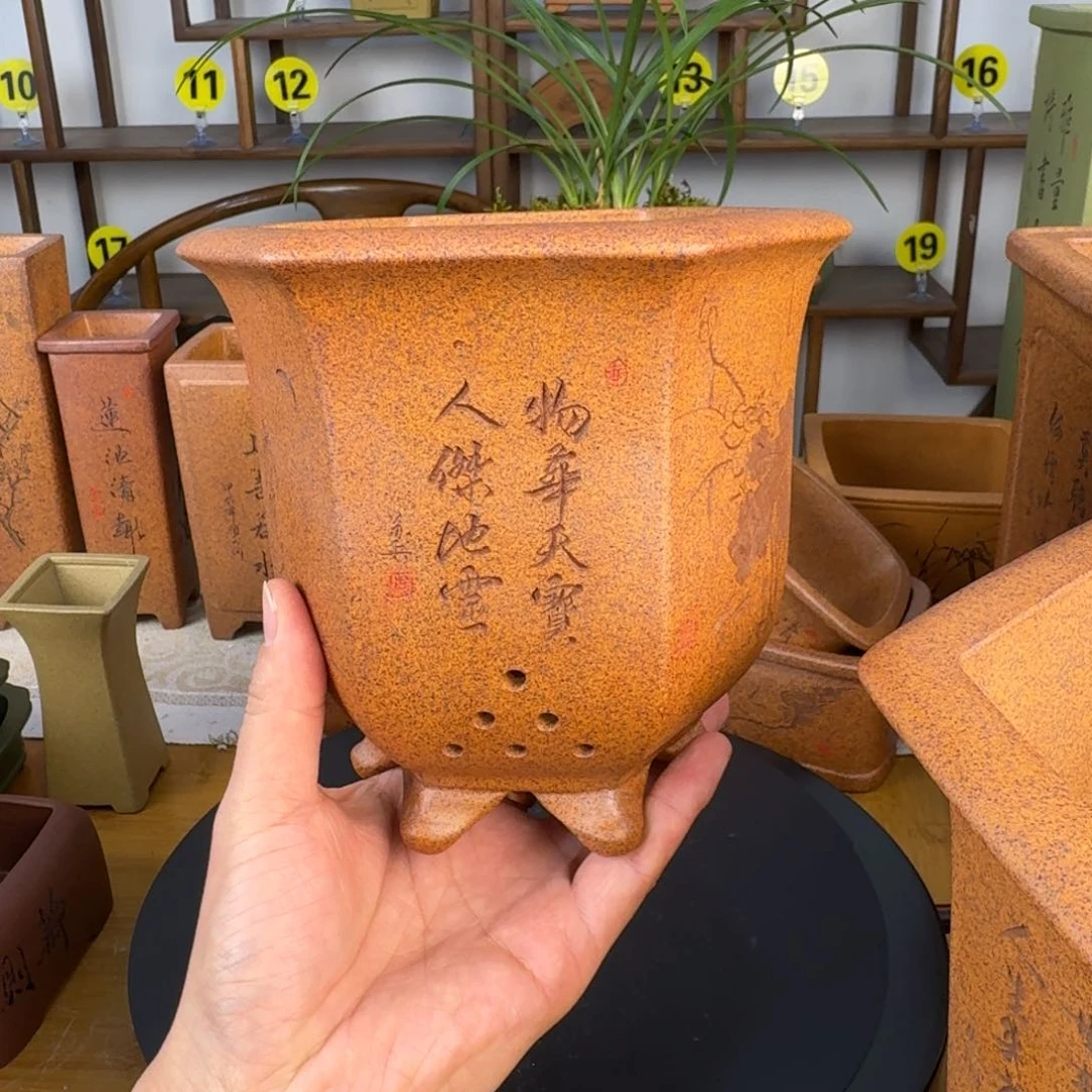 紫砂花盆菜*黄紫砂花盆