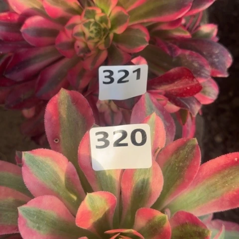 法师凤冠香妃2颗18-8