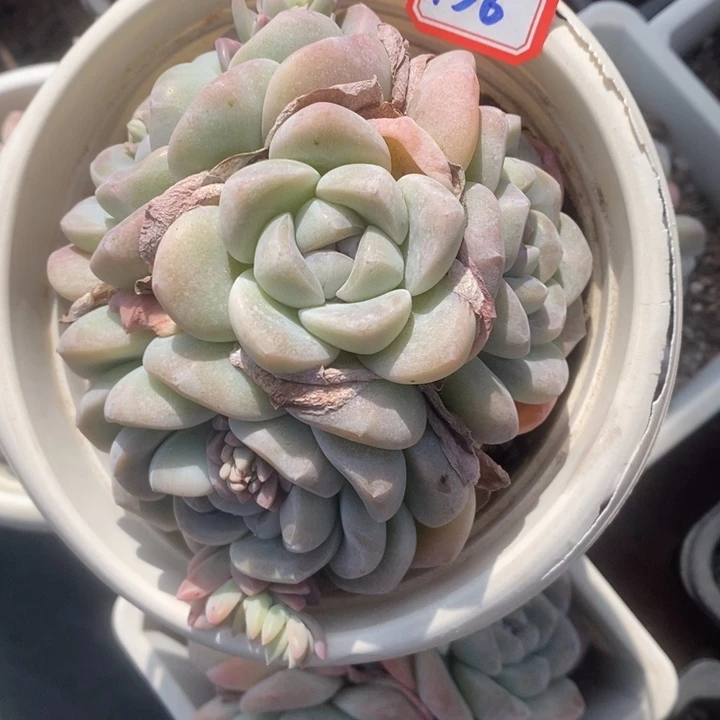 用****0一物一拍冰玉多肉136