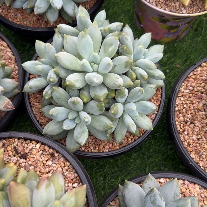 安***夏多肉植物哥特萝莉