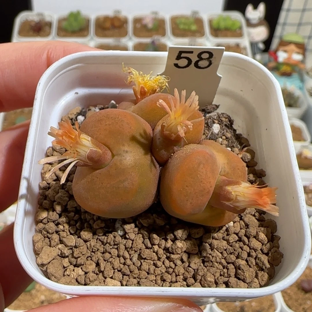 肉锥多肉植物组合-优选水蜜桃母本（4头）1439